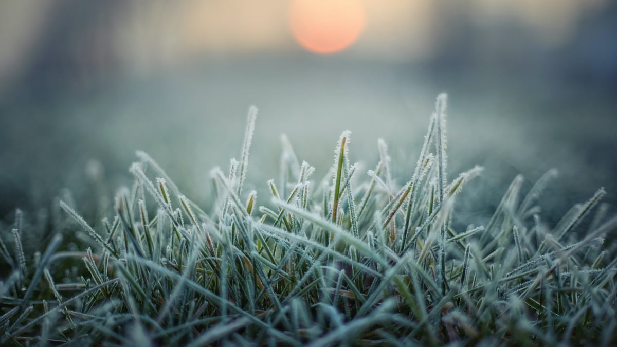 How one can Put together Your Yard for the First Frost